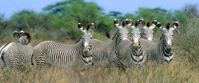Welcome to Meru National Park Kenya