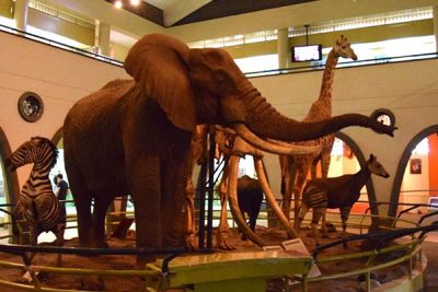 Nairobi National Museum Day Tour
