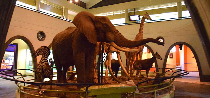 Nairobi National Museum Day Tour