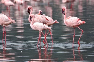 1 Day Lake Nakuru National Park Day Trip