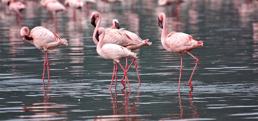 1 Day Lake Nakuru National Park Day Trip