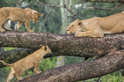 10 Days Kenya & Tanzania Amazing Wildlife Safari