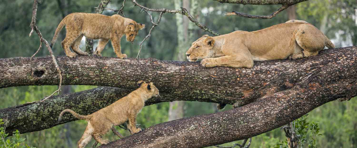 10 Days Kenya & Tanzania Amazing Wildlife Safari