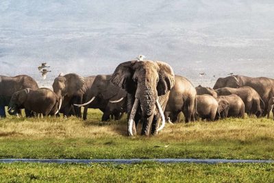 2 Days Amboseli Safari