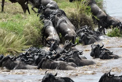 3 Days Serengeti National Park Safari