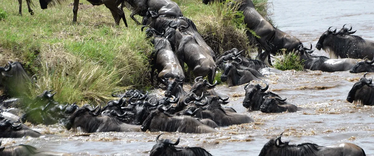 3 Days Serengeti National Park Safari
