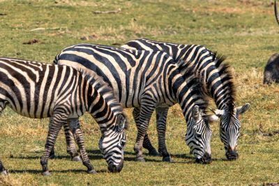 4 Days Lake Manyara, Ngorongoro Crater & Serengeti Safari