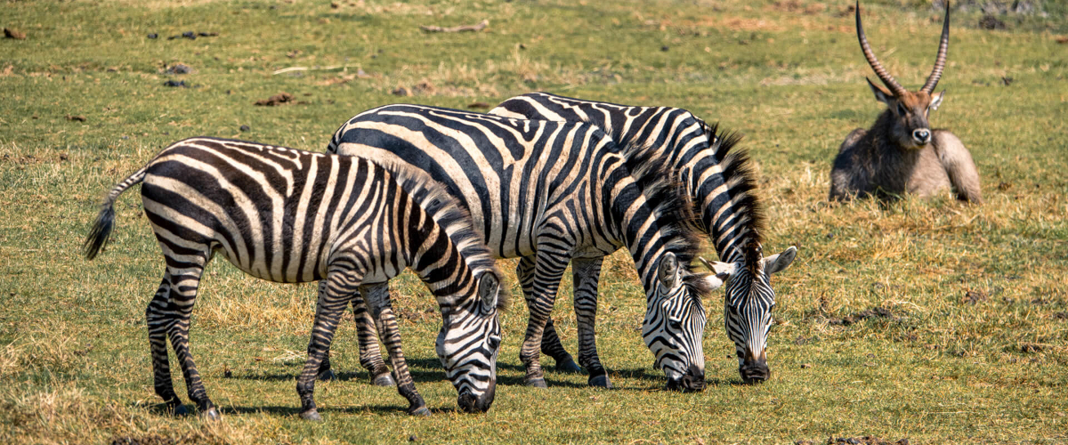 4 Days Lake Manyara, Ngorongoro Crater & Serengeti Safari