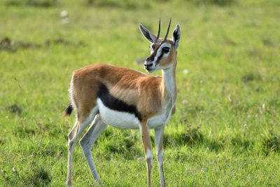 4 Days Maasai Mara, Lake Nakuru Safari