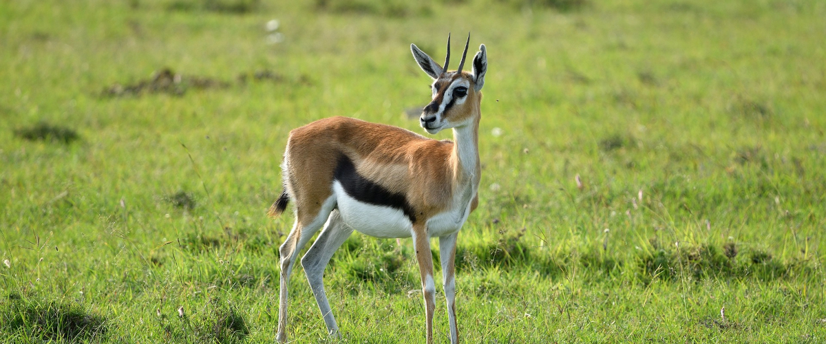 4 Days Maasai Mara, Lake Nakuru Safari