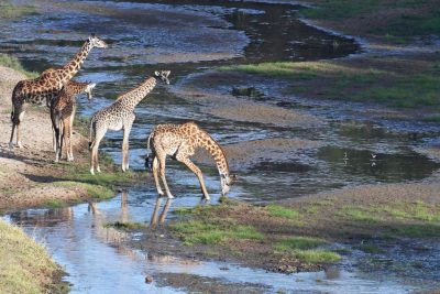 4 Days Tarangire, Ngorongoro Crater - Lake Manyara Safari