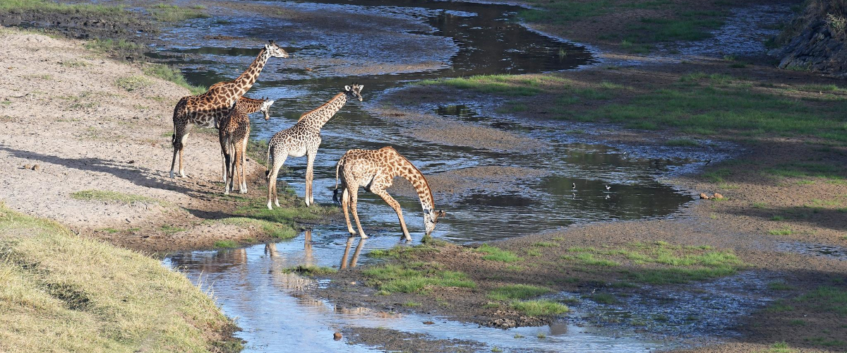 4 Days Tarangire, Ngorongoro Crater - Lake Manyara Safari