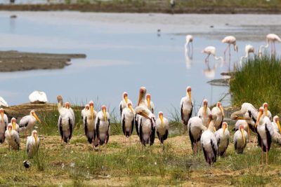 5 Days Lake Manyara, Ngorongoro Crater & Serengeti Safari