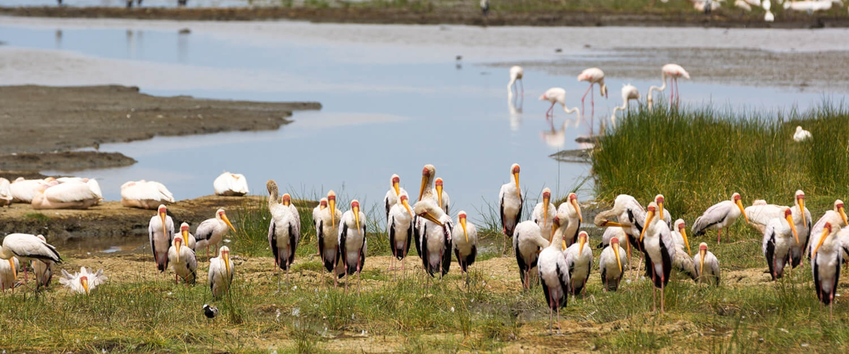 5 Days Lake Manyara, Ngorongoro Crater & Serengeti Safari
