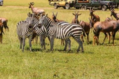 5 Days Maasai Mara – Lake Nakuru – Lake Naivasha