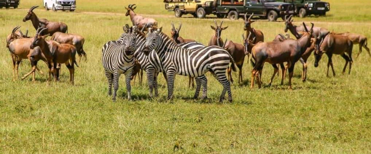 5 Days Maasai Mara – Lake Nakuru – Lake Naivasha