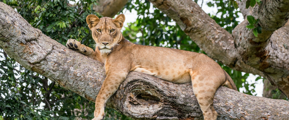 6 Days Best of Tanzania Adventure Safari