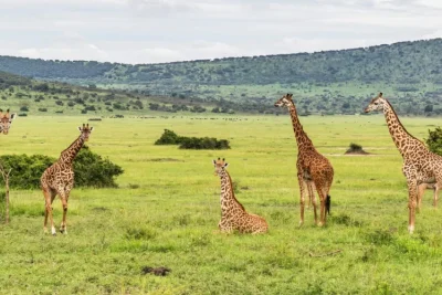 6 Days Lake Manyara, Ngorongoro Crater & Serengeti Safari