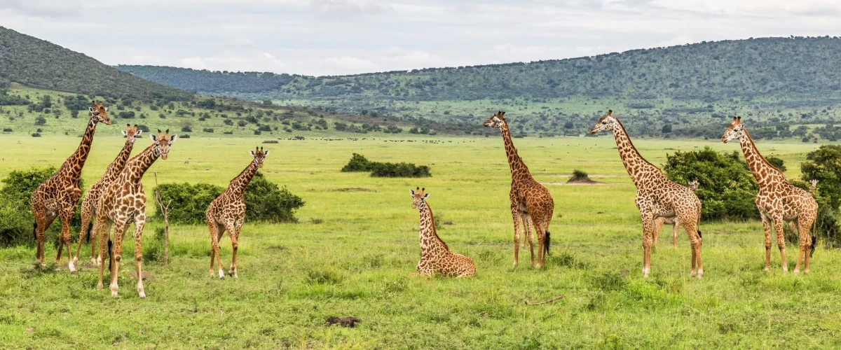 6 Days Lake Manyara, Ngorongoro Crater & Serengeti Safari