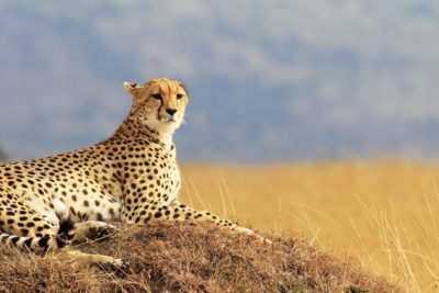 6 Days Maasai Mara – Lake Nakuru- Amboseli Safari