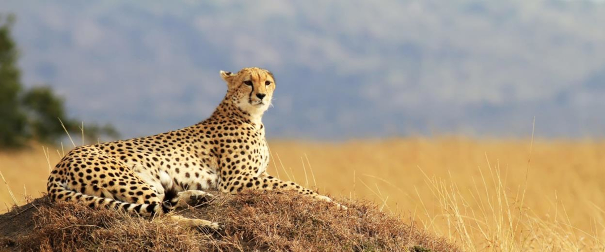 6 Days Maasai Mara – Lake Nakuru- Amboseli Safari