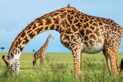 8 Days Maasai Mara-Lake Nakuru-Lake Bogoria-Lake Naivasha –Amboseli