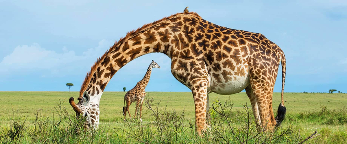 8 Days Maasai Mara-Lake Nakuru-Lake Bogoria-Lake Naivasha –Amboseli