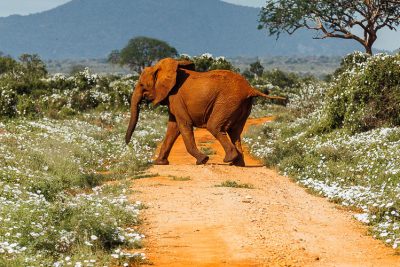 7 Days Tsavo West -Tsavo East - Amboseli- Lake Naivasha- Masai Mara Safari