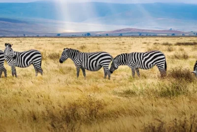 8 Days Lake Manyara, Serengeti & Ngorongoro Safari