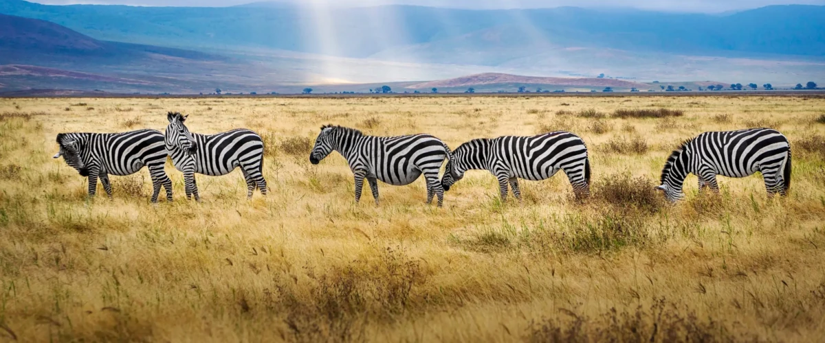 8 Days Lake Manyara, Serengeti & Ngorongoro Safari