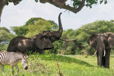 7 Days Lake Nakuru, Masai Mara, Serengeti & Ngorongoro Crater Safari