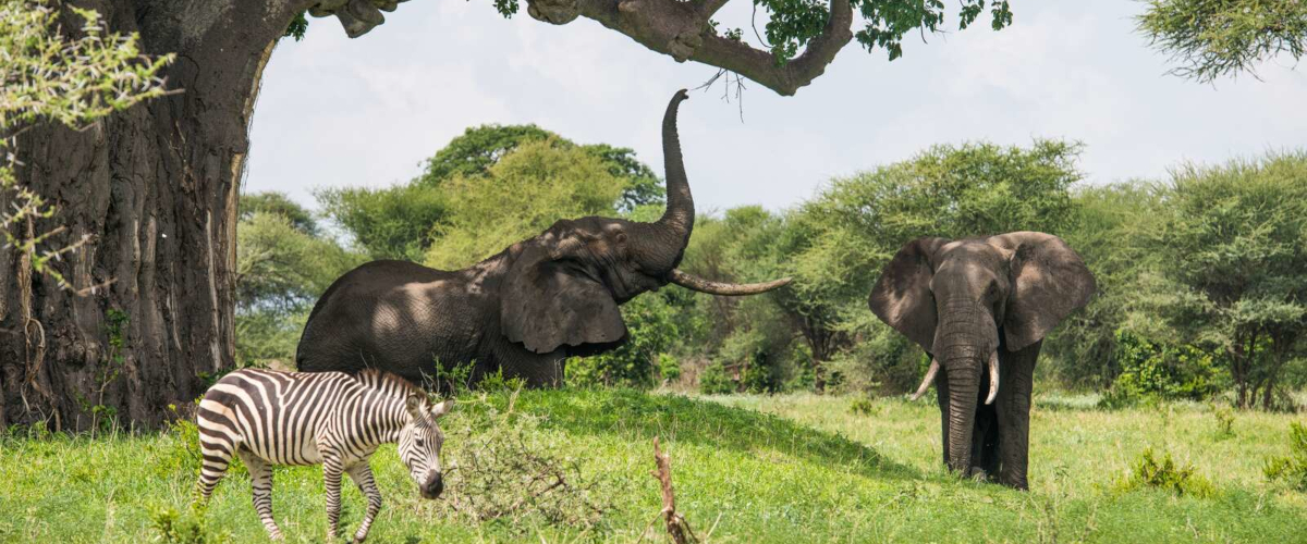 7 Days Lake Nakuru, Masai Mara, Serengeti & Ngorongoro Crater Safari