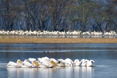 9 Days Masai Mara, Lake Nakuru, Amboseli, Serengeti, Ngorongoro Crater Safari