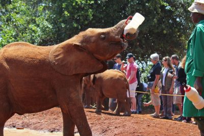 Daphne Sheldrick Elephant Orphanage Day Trip