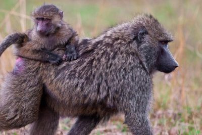 7 Days Lake Manyara, Serengeti, Ngorongoro & Tarangire Safari