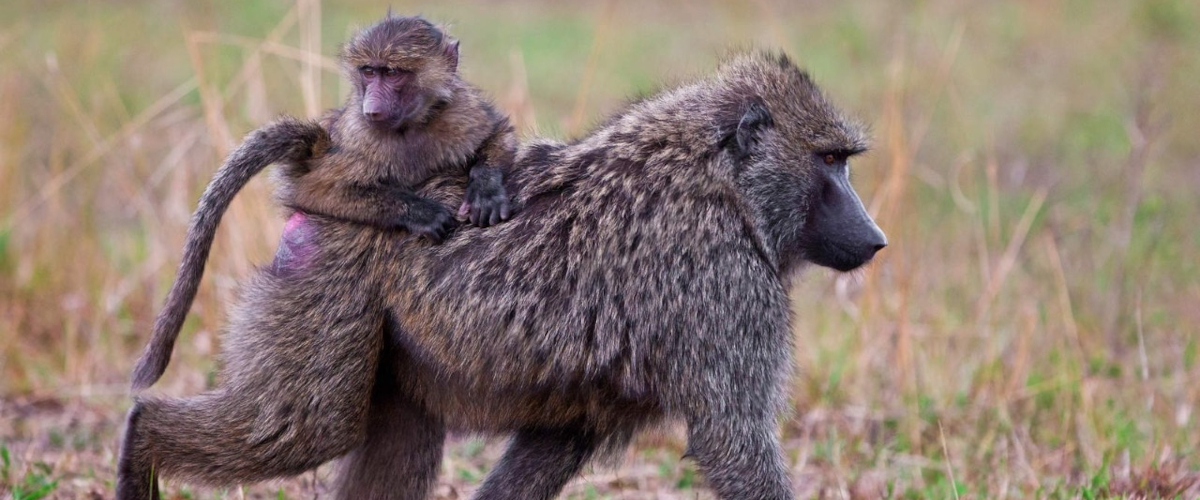 7 Days Lake Manyara, Serengeti, Ngorongoro & Tarangire Safari