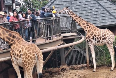Giraffe Centre Tour