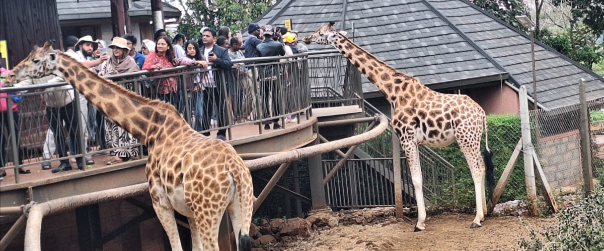 Giraffe Centre Tour