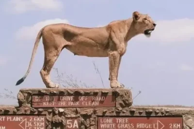 1 Day Nairobi National Park Tour