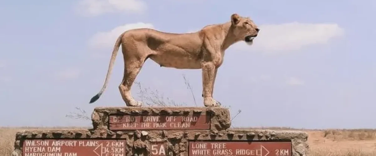 1 Day Nairobi National Park Tour