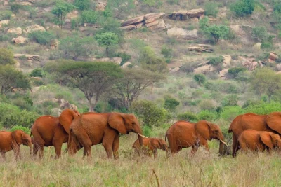 3 days Tsavo East & Tsavo West Safari from Diani - Mombasa Safari