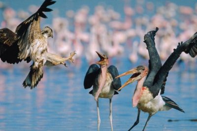 Lake Nakuru - Naivasha National Park Day Tour