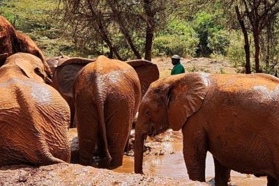 Elephant Orphanage and Giraffe Center Day Trip