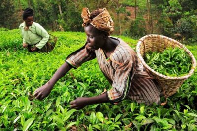 Kiambethu Tea Farm  Day Tour