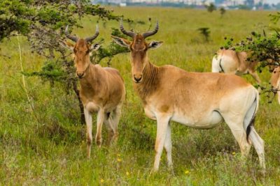 Nairobi National Park- Elephant Orphanage - Giraffe Center Day Trip