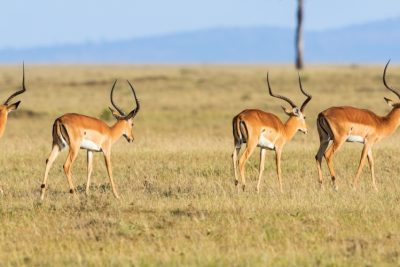 2 Days Masai Mara Safari