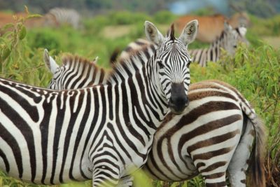 4 days Masai mara – L. Nakuru-Amboseli  Safari