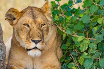 5 Days Masai Mara – Lake Nakuru – Lake Naivasha