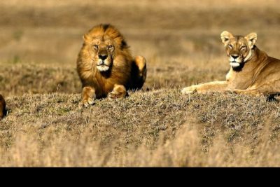 7 Days 6 Nights Masai Mara- Isebania- Serengeti- Ngorongoro Crater Safari