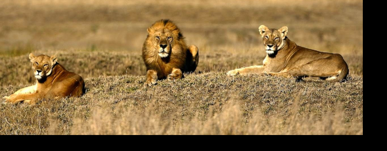7 Days 6 Nights Masai Mara- Isebania- Serengeti- Ngorongoro Crater Safari